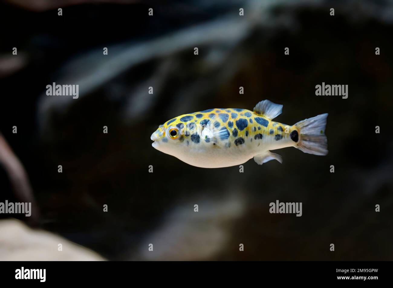 Green pufferfish or speckled pufferfish (Dichotomyctere nigroviridis) swimming with a dark background Stock Photo