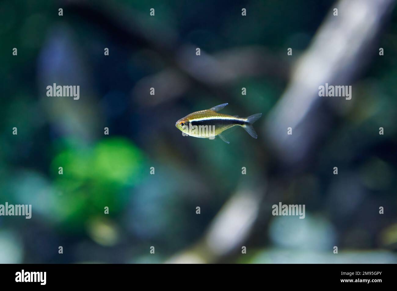 Neon Black Tetra (Hyphessobrycon herbertaxelrodi) small silver colored characin fish swimming in fresh water Stock Photo