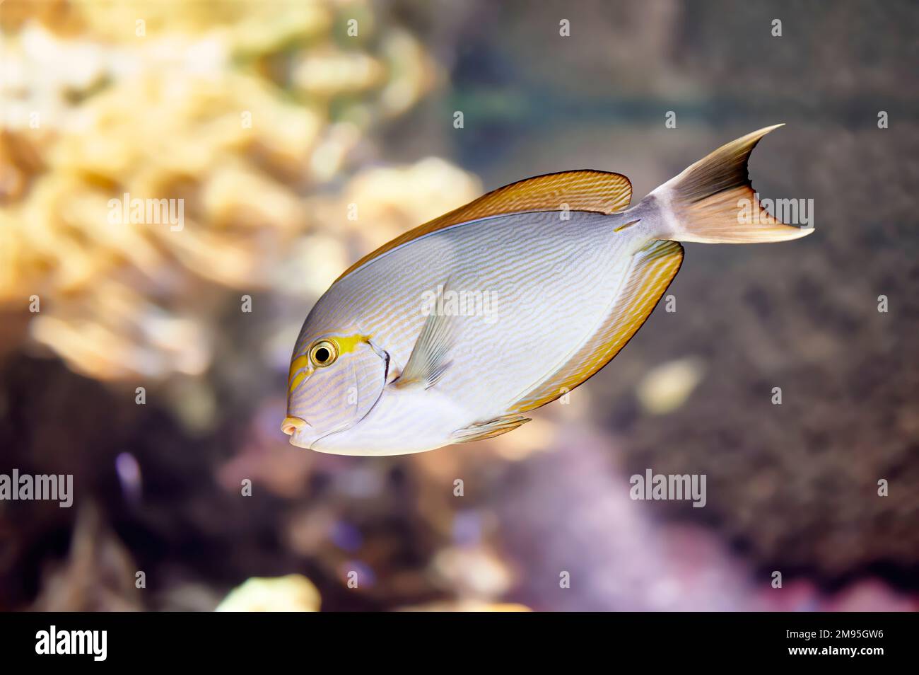 Elongated surgeonfish (Acanthurus mata), tropical marine fish swimming near marine vegetation in an aquarium Stock Photo