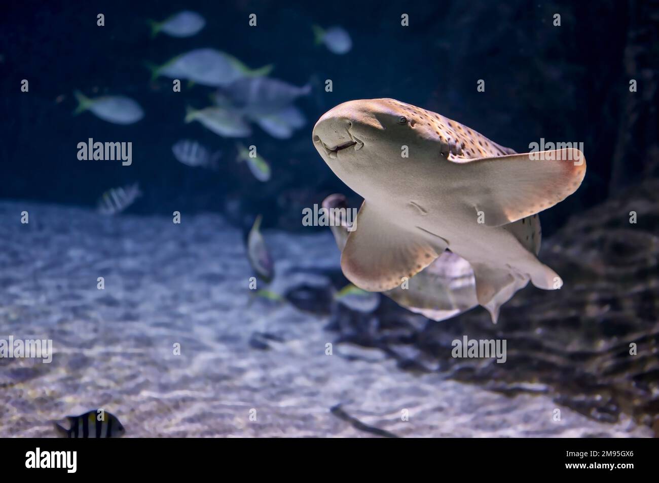 Zebra shark (Stegostoma fasciatum) native to the Indian and Pacific oceans swimming among other fish Stock Photo