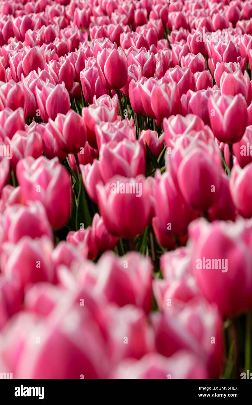 Fields of tulips in bloom in spring, on April 23, 2022, in Noordwijk, in the Netherlands Tulip spring blossom Stock Photo