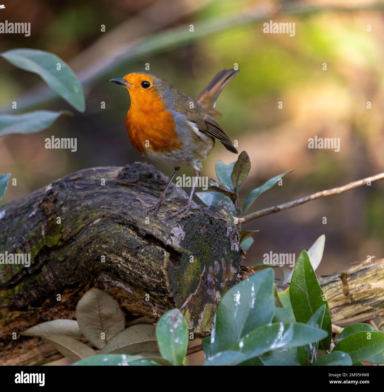 resident Robins are always alert year-round as a large number of Stock Photo