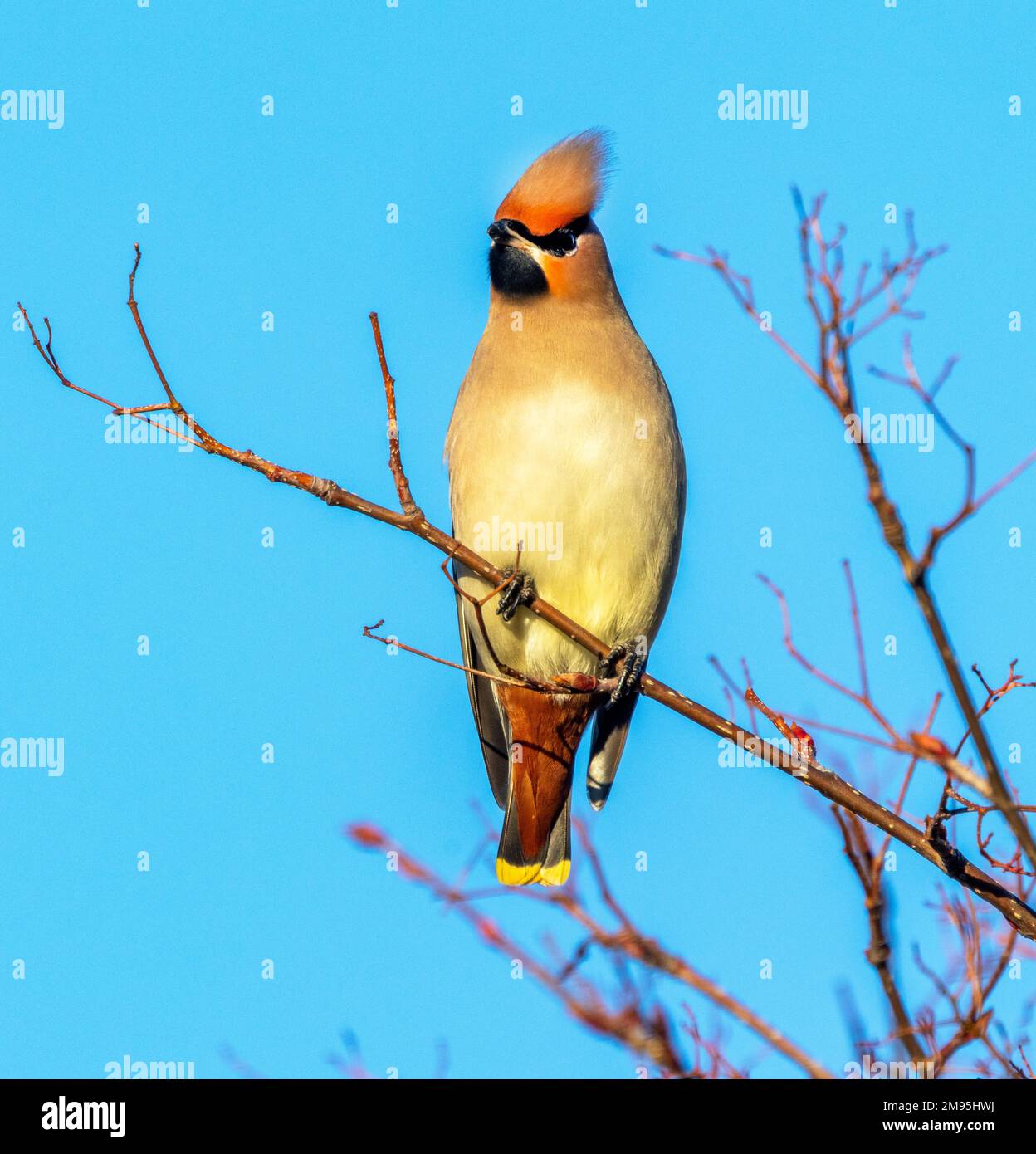 Waxwings arrive in the UK in winter and feed voraciously on the autumn harvest of berries of many different types. These flocks are highly nomadic Stock Photo