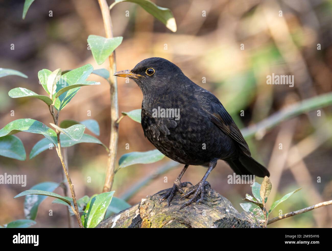 Migrant Blackbirds from Scandinavia and Northern Europe overwinter in the UK. They are usually easy to identify as they are less colourful. Stock Photo