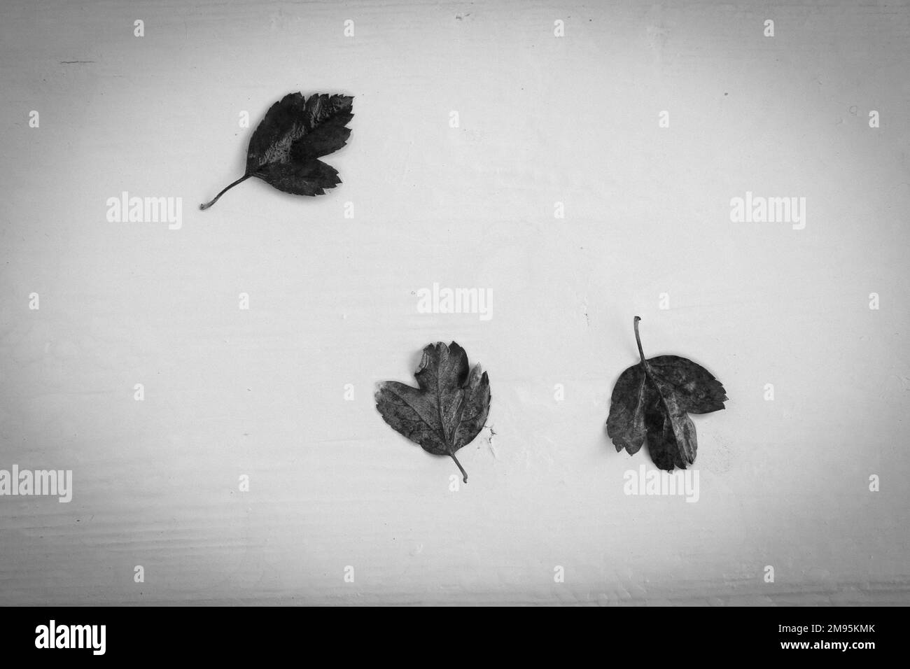 A top view of autumn leaves on a porch railing shot in grayscale Stock ...