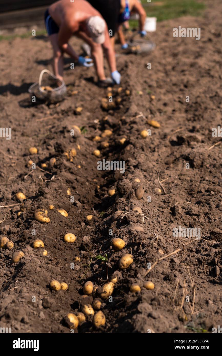 Picking potatoes on the field manually. A man harvests potatoes on