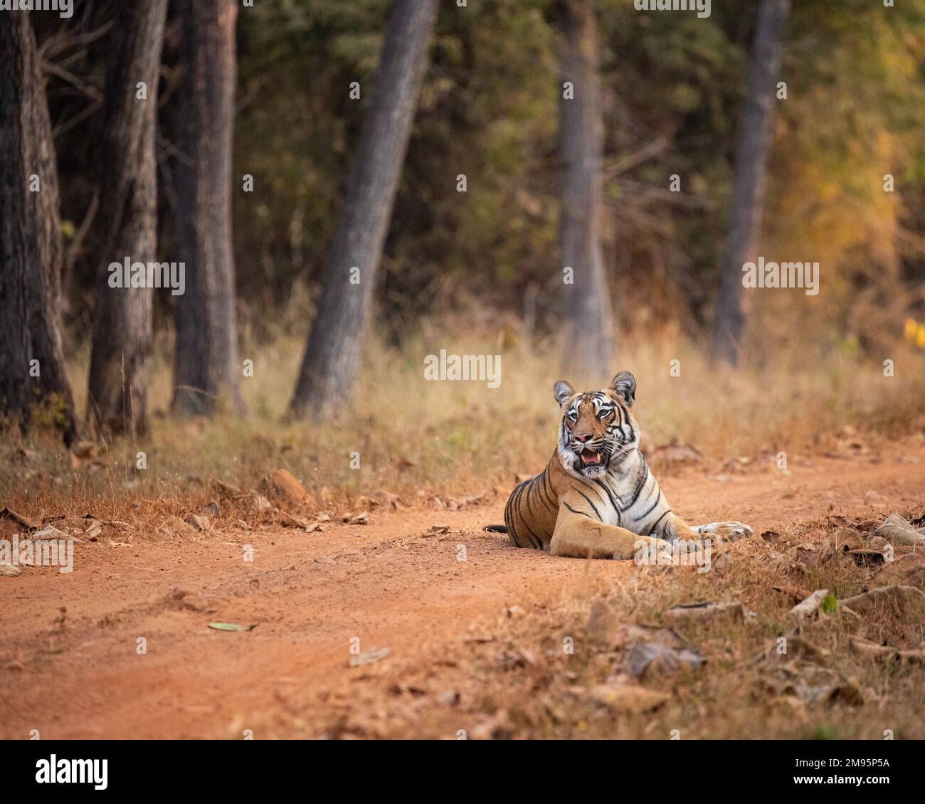 Lounging in the road. India: THESE IMAGES show an incident of bullying between a tiger and a sloth bear after a freak encounter. One image shows Roma Stock Photo