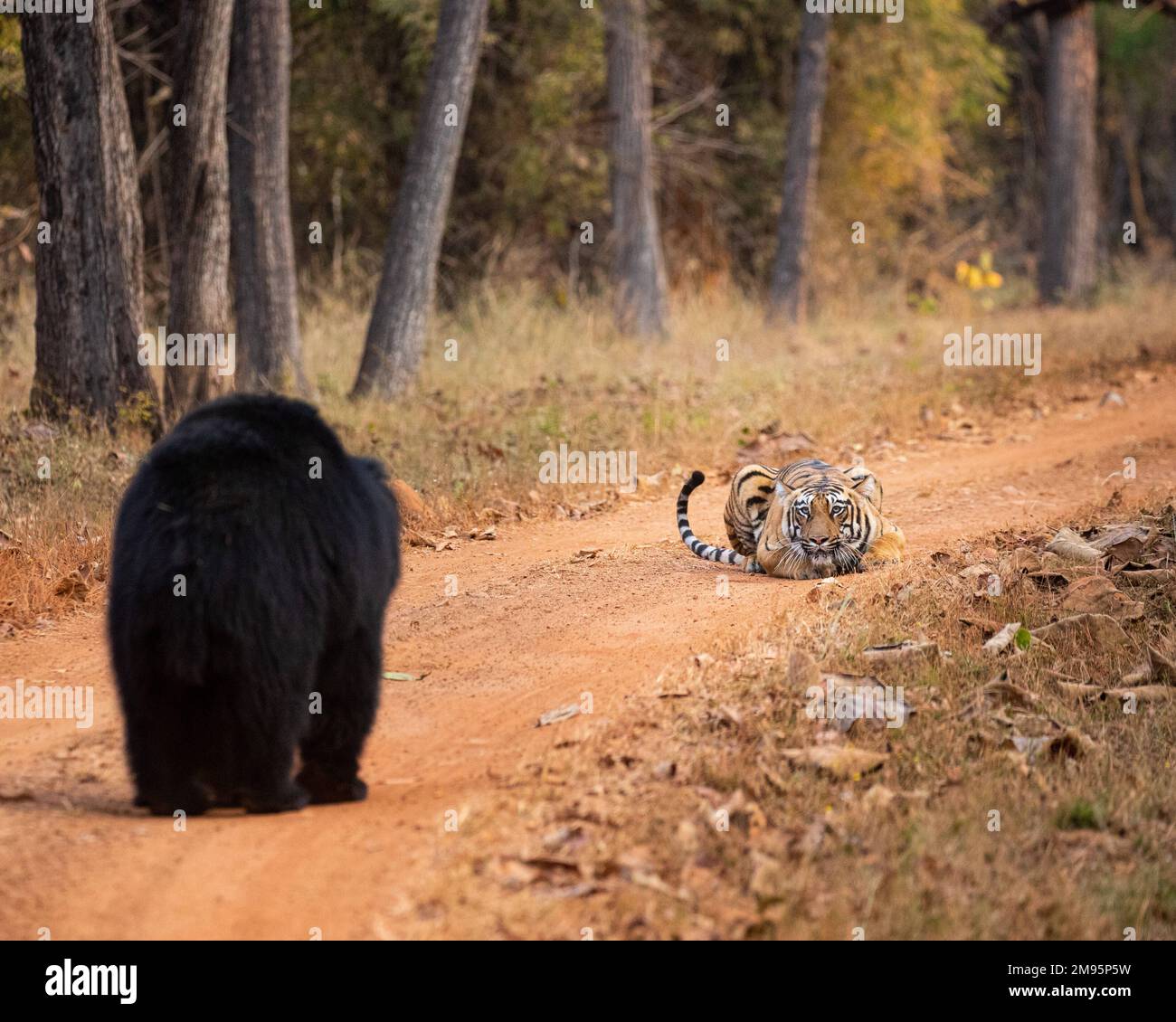 An intruder approaches. India: THESE IMAGES show an incident of bullying between a tiger and a sloth bear after a freak encounter.  One image shows Ro Stock Photo