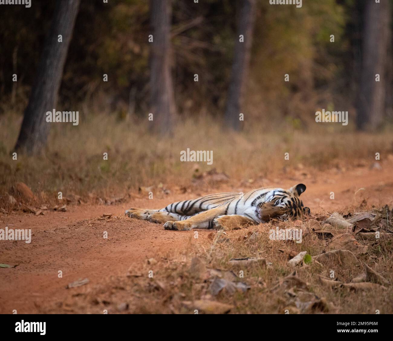 Happy with its victory. India: THESE IMAGES show an incident of bullying between a tiger and a sloth bear after a freak encounter.  One image shows Ro Stock Photo