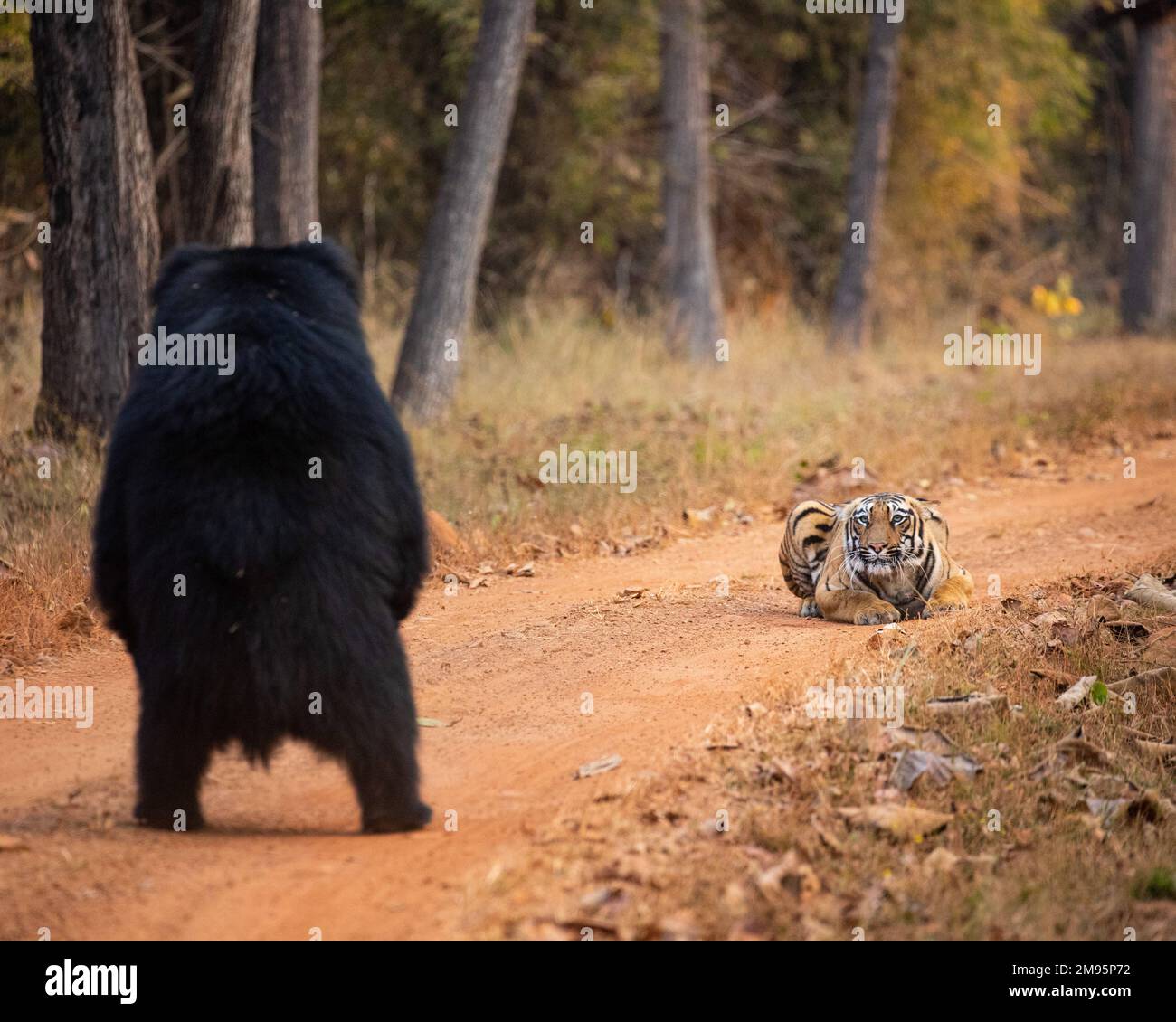 The sloth bear rears up. India: THESE IMAGES show an incident of bullying between a tiger and a sloth bear after a freak encounter. One image shows R Stock Photo