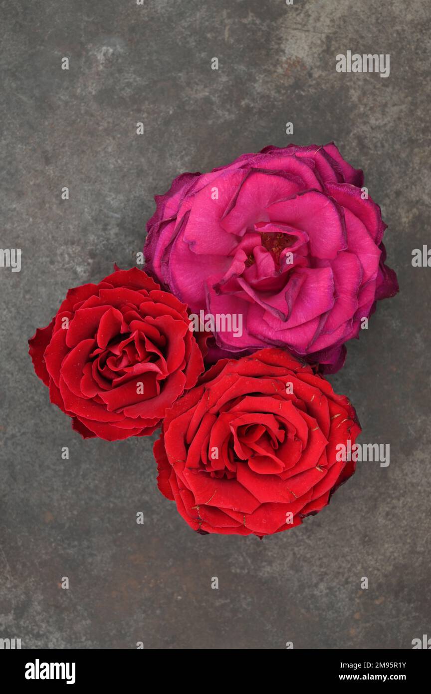 Two deep red and one deep pink flowerheads of Roses lying face up on tarnished metal Stock Photo