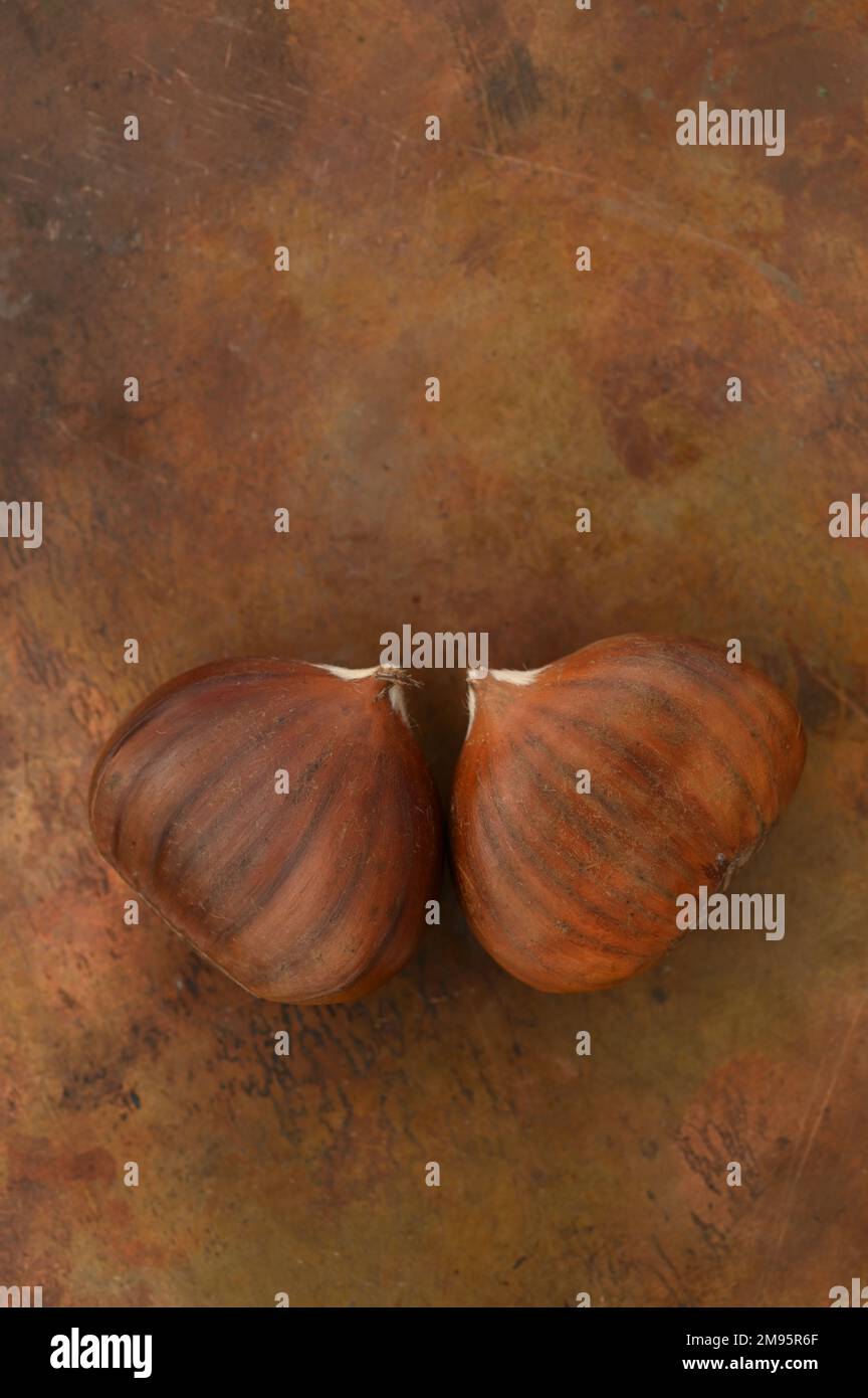 Two ripe brown sweet chestnuts lying on old copper Stock Photo