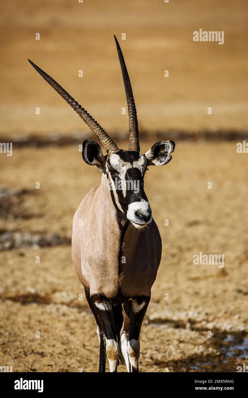 South African Oryx portrait in front view in Kgalagadi transfrontier park, South Africa; specie Oryx gazella family of Bovidae Stock Photo