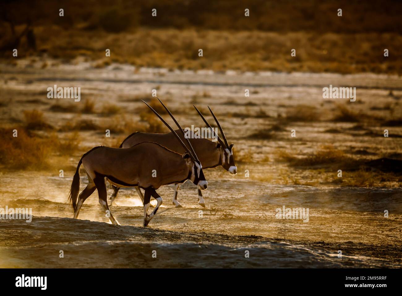 Two South African Oryx walking in sand at sunset in Kgalagadi transfrontier park, South Africa; specie Oryx gazella family of Bovidae Stock Photo