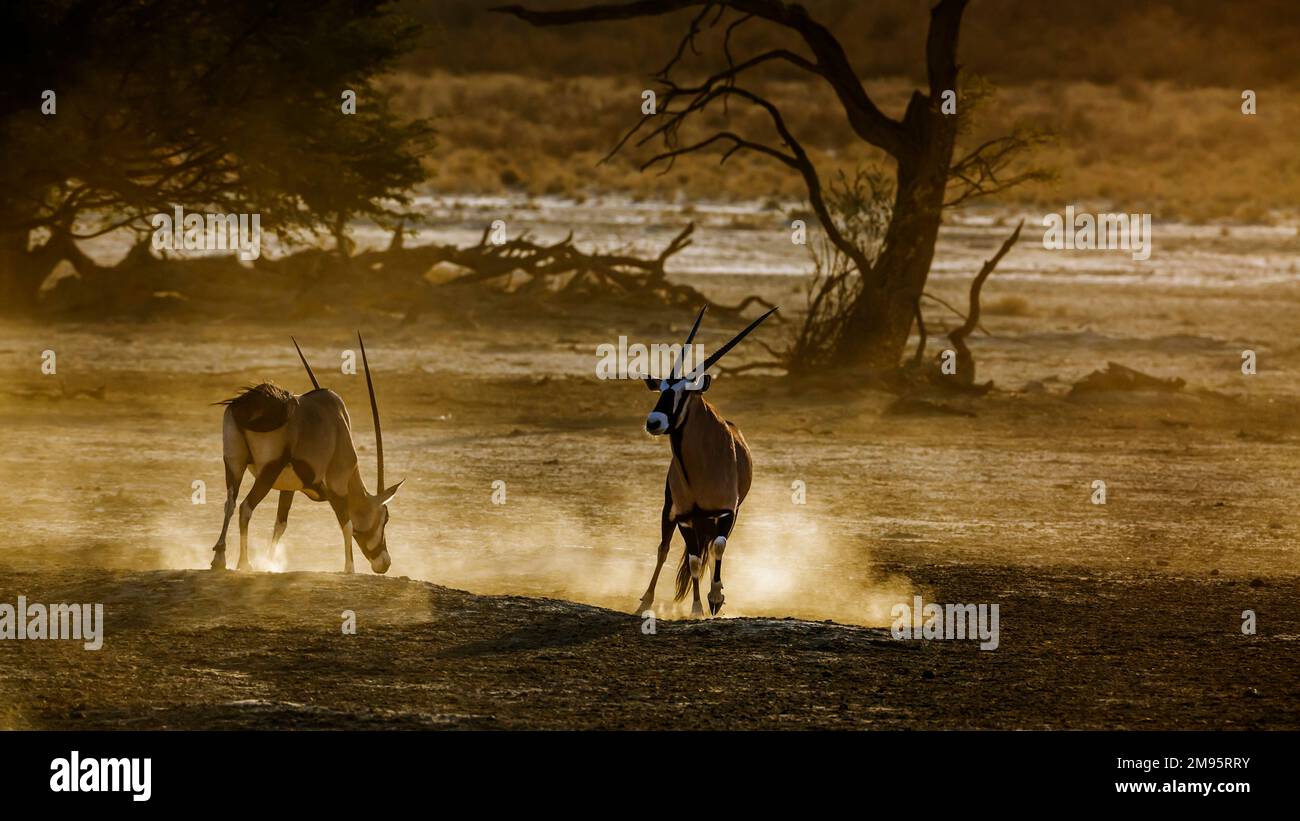 Two South African Oryx moving in sand dust at dawn in Kgalagadi transfrontier park, South Africa; specie Oryx gazella family of Bovidae Stock Photo