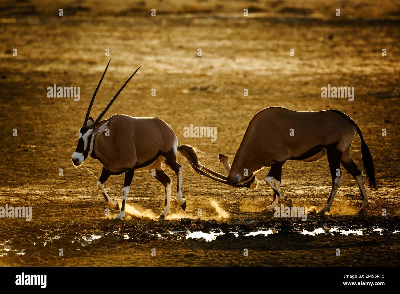 Two South African Oryx dueling in sand at dusk in Kgalagadi transfrontier park, South Africa; specie Oryx gazella family of Bovidae Stock Photo