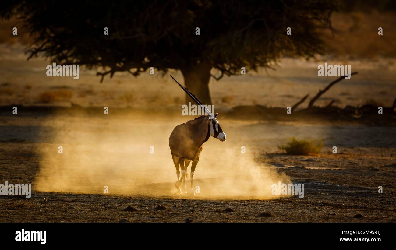 South African Oryx walking in sand at sunset in Kgalagadi transfrontier park, South Africa; specie Oryx gazella family of Bovidae Stock Photo