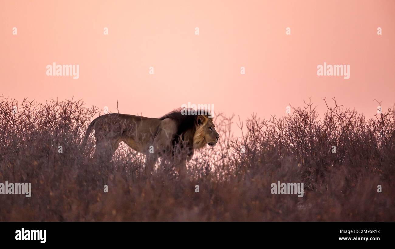 African lion walking on top of dune at dawn in Kgalagadi transfrontier park, South Africa; Specie panthera leo family of felidae Stock Photo