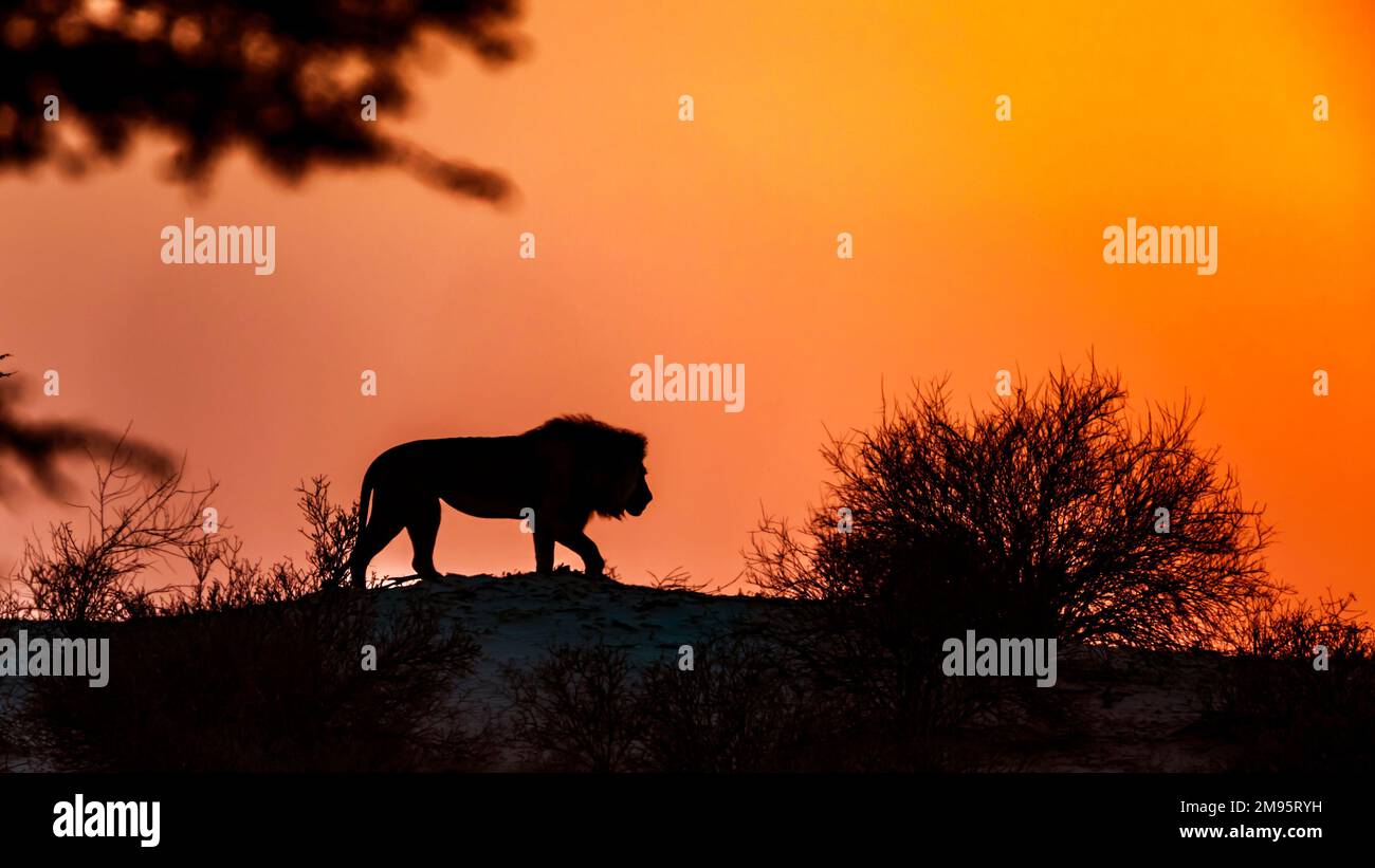 African lion walking on top of dune at dawn in Kgalagadi transfrontier park, South Africa; Specie panthera leo family of felidae Stock Photo