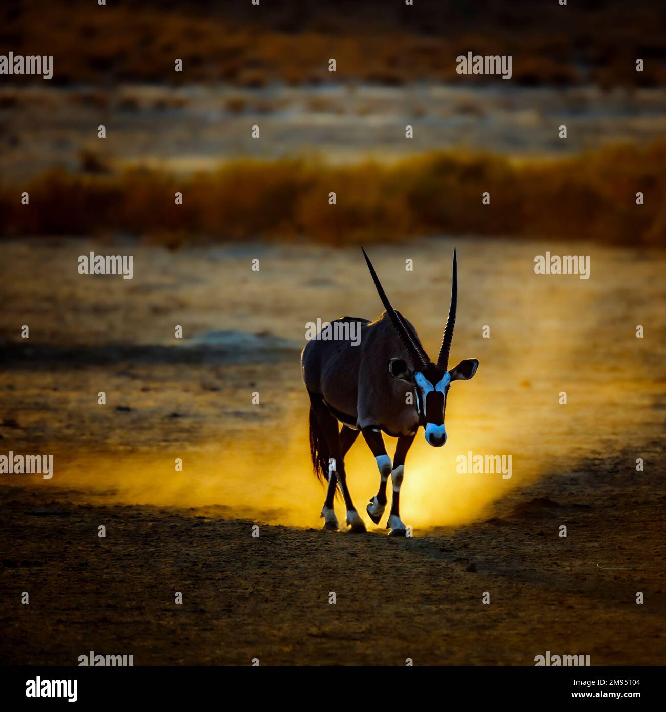 South African Oryx walking front view in sand at sunset in Kgalagadi transfrontier park, South Africa; specie Oryx gazella family of Bovidae Stock Photo