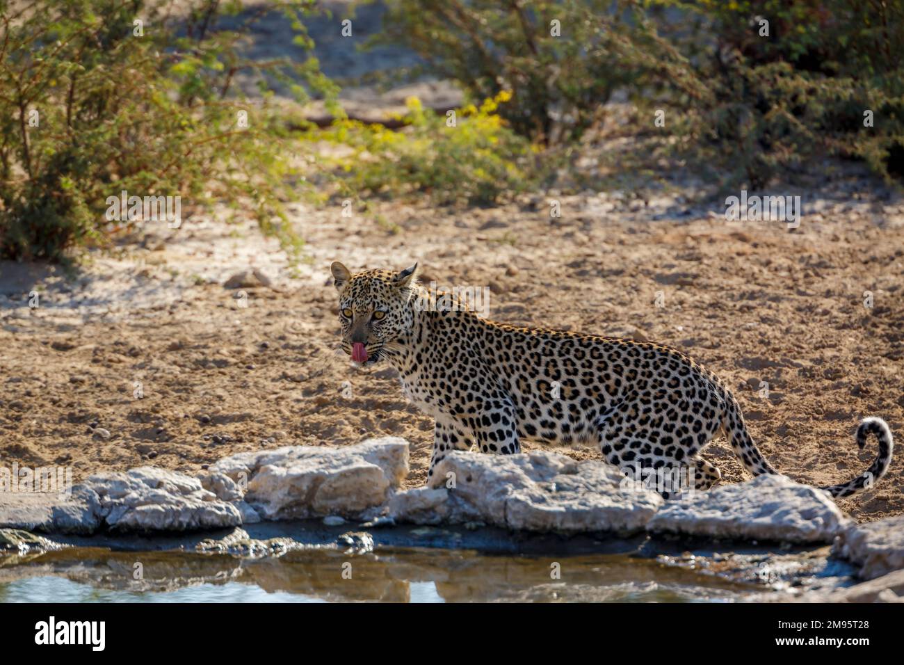 Leopard standing at waterhole in Kgalagadi transfrontier park, South Africa; specie Panthera pardus family of Felidae Stock Photo