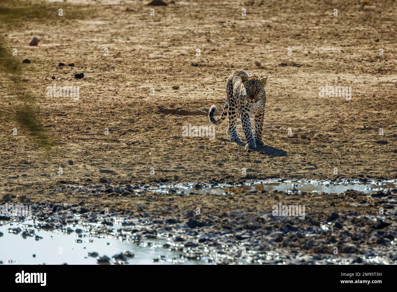 Leopard walking to waterhole front view in Kgalagadi transfrontier park, South Africa; specie Panthera pardus family of Felidae Stock Photo