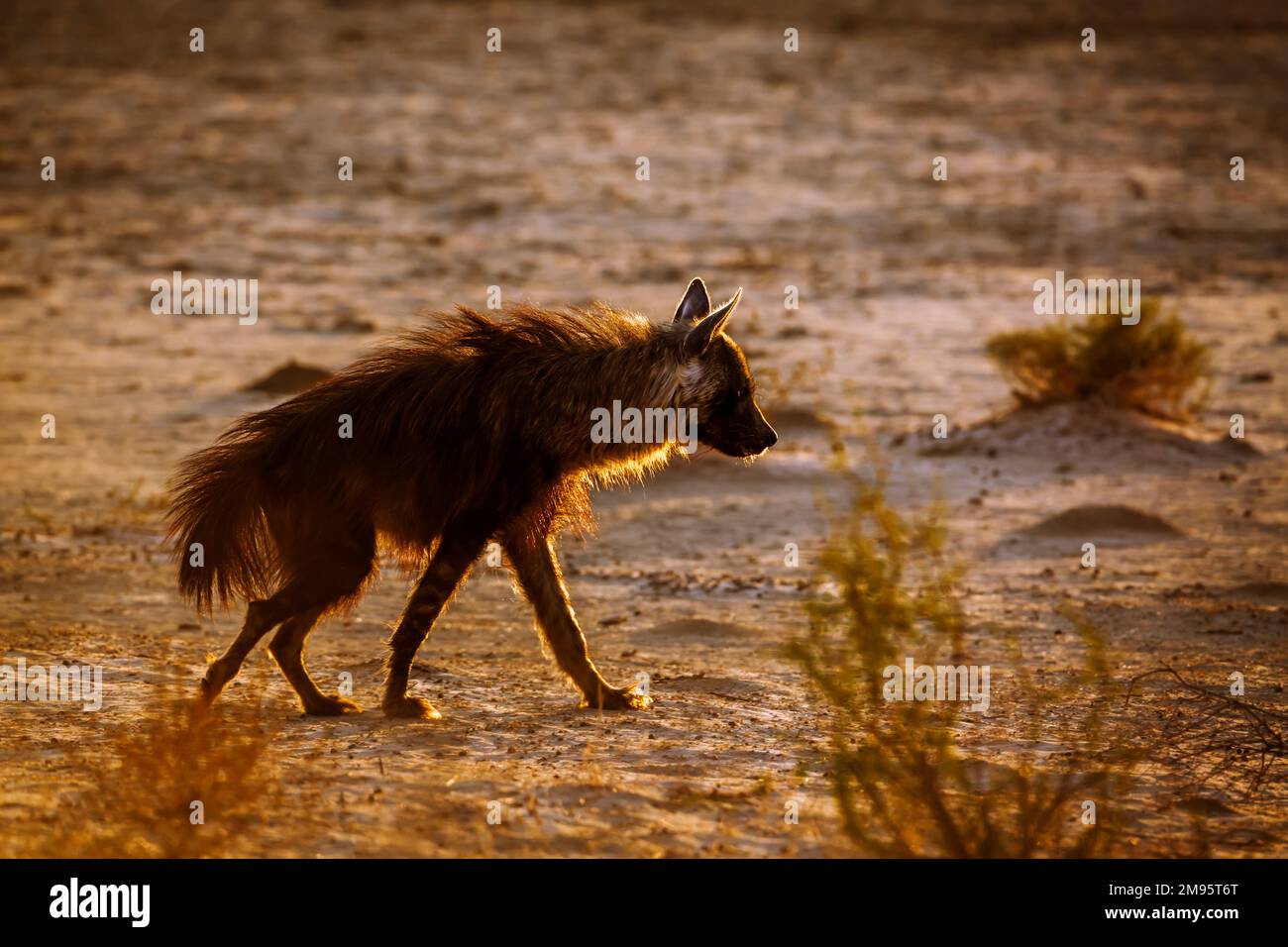 Brown hyena walking in backlit hairs up in Kgalagadi transfrontier park, South Africa; specie Parahyaena brunnea family of Hyaenidae Stock Photo