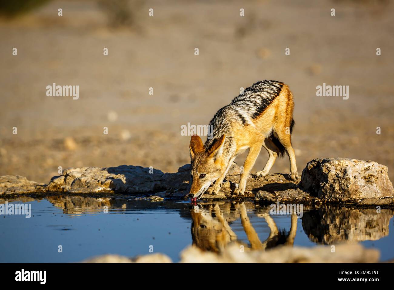 Black backed jackal drinking at waterhole in Kgalagadi transfrontier park, South Africa ; Specie Canis mesomelas family of Canidae Stock Photo