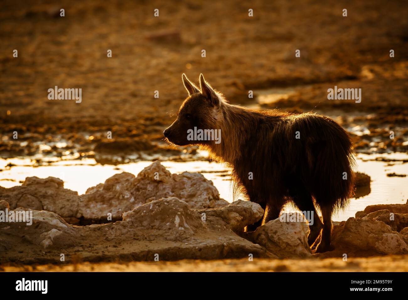 Brown hyena at waterhole at sunset in Kgalagadi transfrontier park, South Africa; specie Parahyaena brunnea family of Hyaenidae Stock Photo