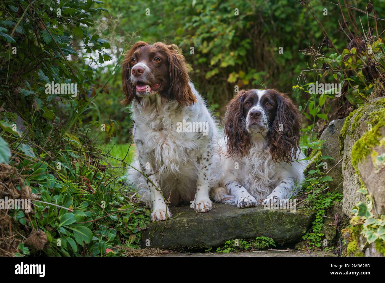 Two English Springer Spaniel dogs sitting at the top of garden steps Stock Photo