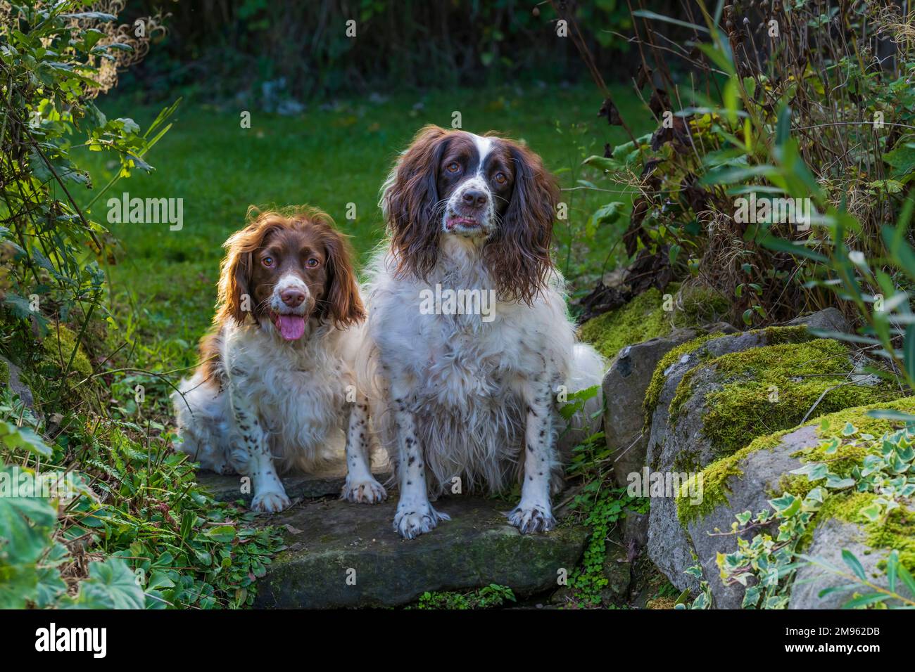 Two English Springer Spaniel dogs sitting at the top of garden steps Stock Photo