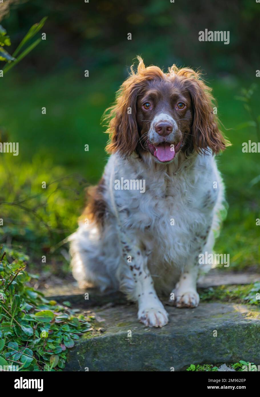 An English Springer Spaniel dog sitting at the top of garden steps Stock Photo