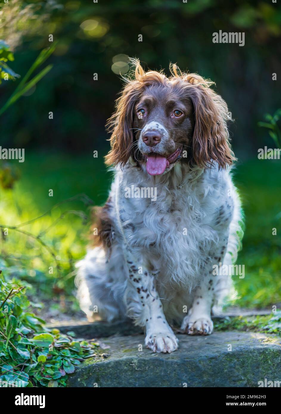An English Springer Spaniel dog sitting at the top of garden steps Stock Photo