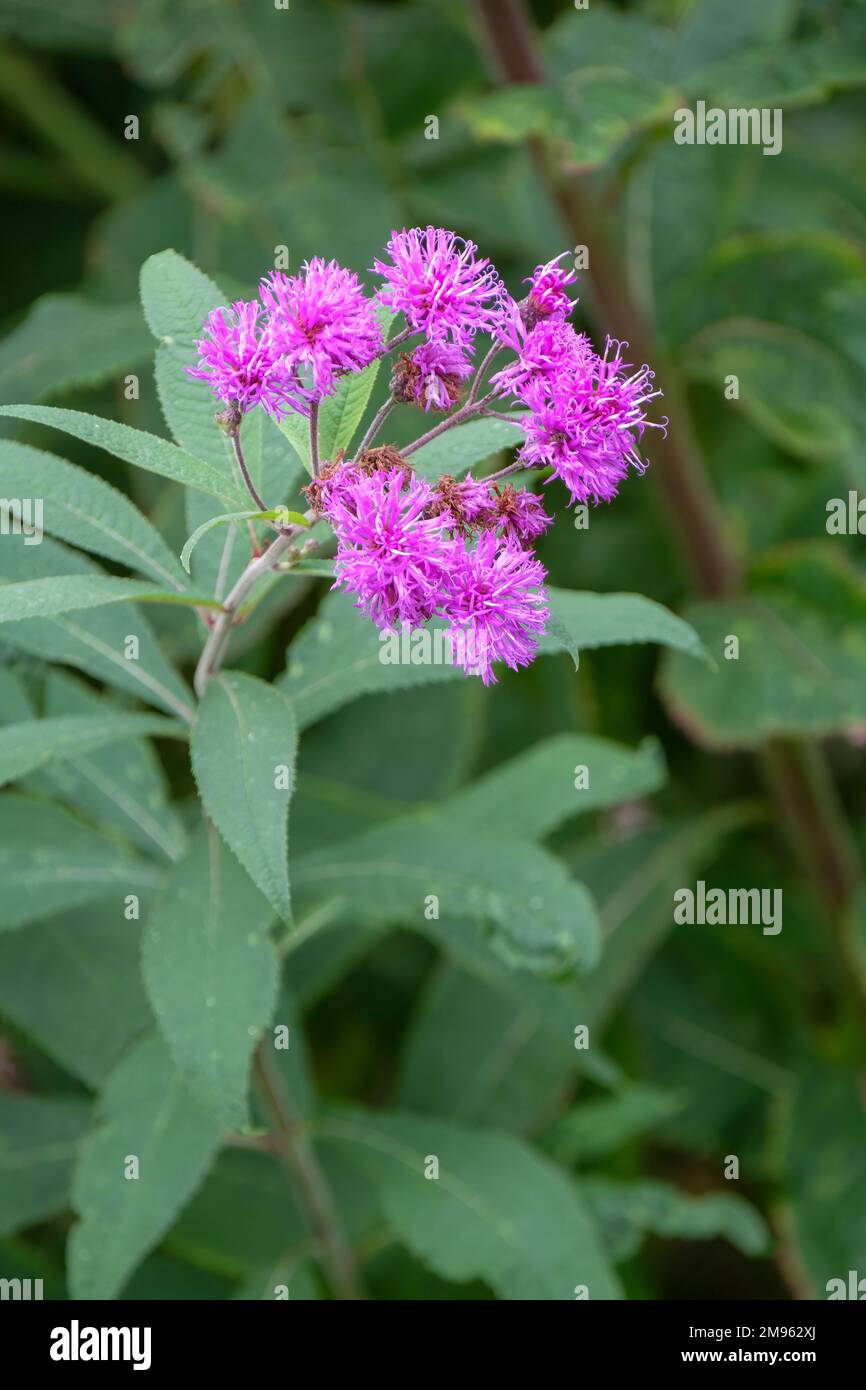 Vernonia gigantea, giant ironweed, tall ironweed or ironweed, perennial with purple flower clusters Stock Photo