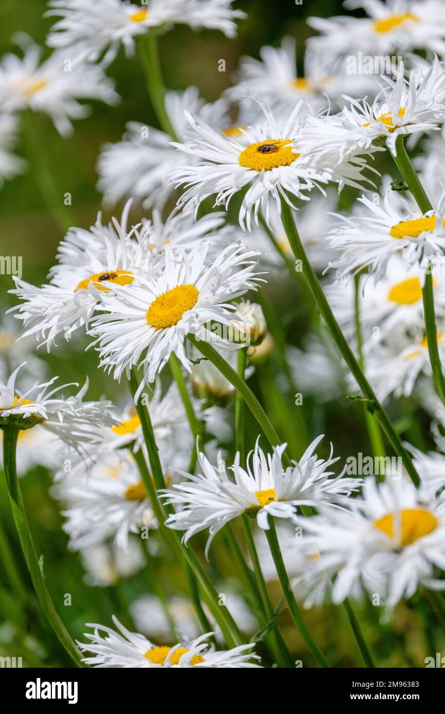 Leucanthemum × superbum 'Phyllis Smith’, Shasta daisy 'Phyllis Smith’, Chrysanthemum maximum 'Phyllis Smith’, shaggy, double white flower heads in sum Stock Photo