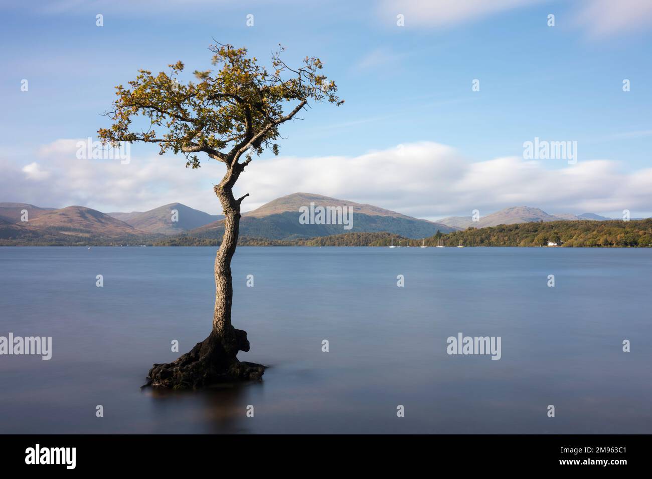 Flooded lone tree at Milarrochy Bay, Loch Lomond, long exposure, Loch Lomand and Trossachs National Park, Scotland Stock Photo