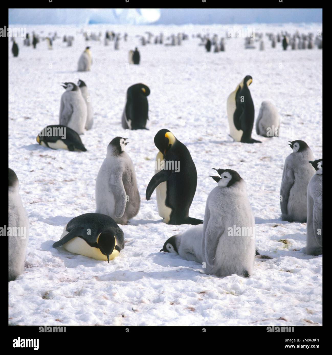 A scene of penguins in the snow. The adults take care of the baby