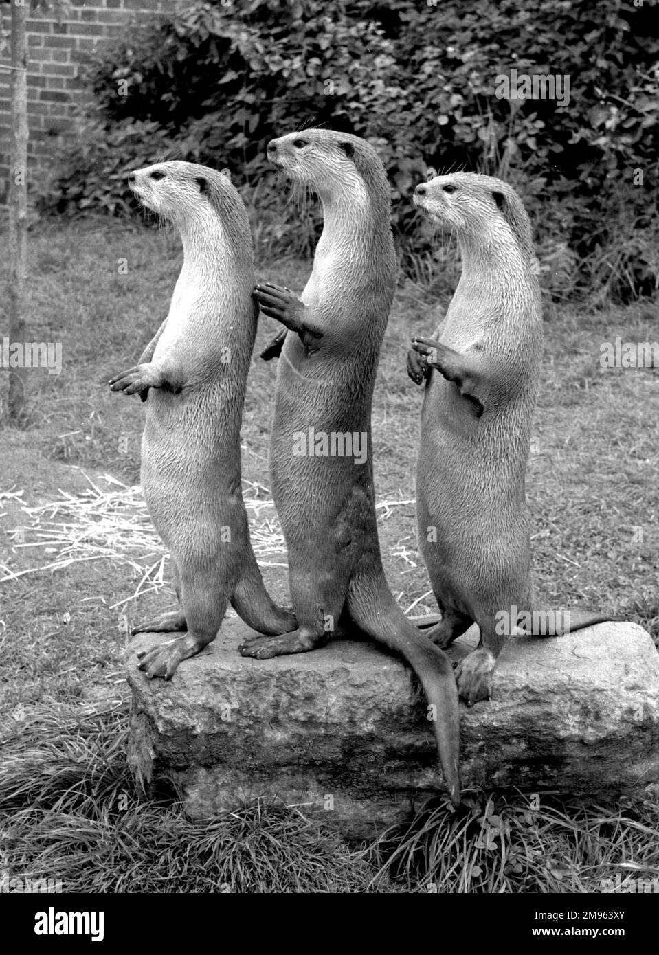 A trio of otters. Three otters stand on their hind legs in a line. Stock Photo