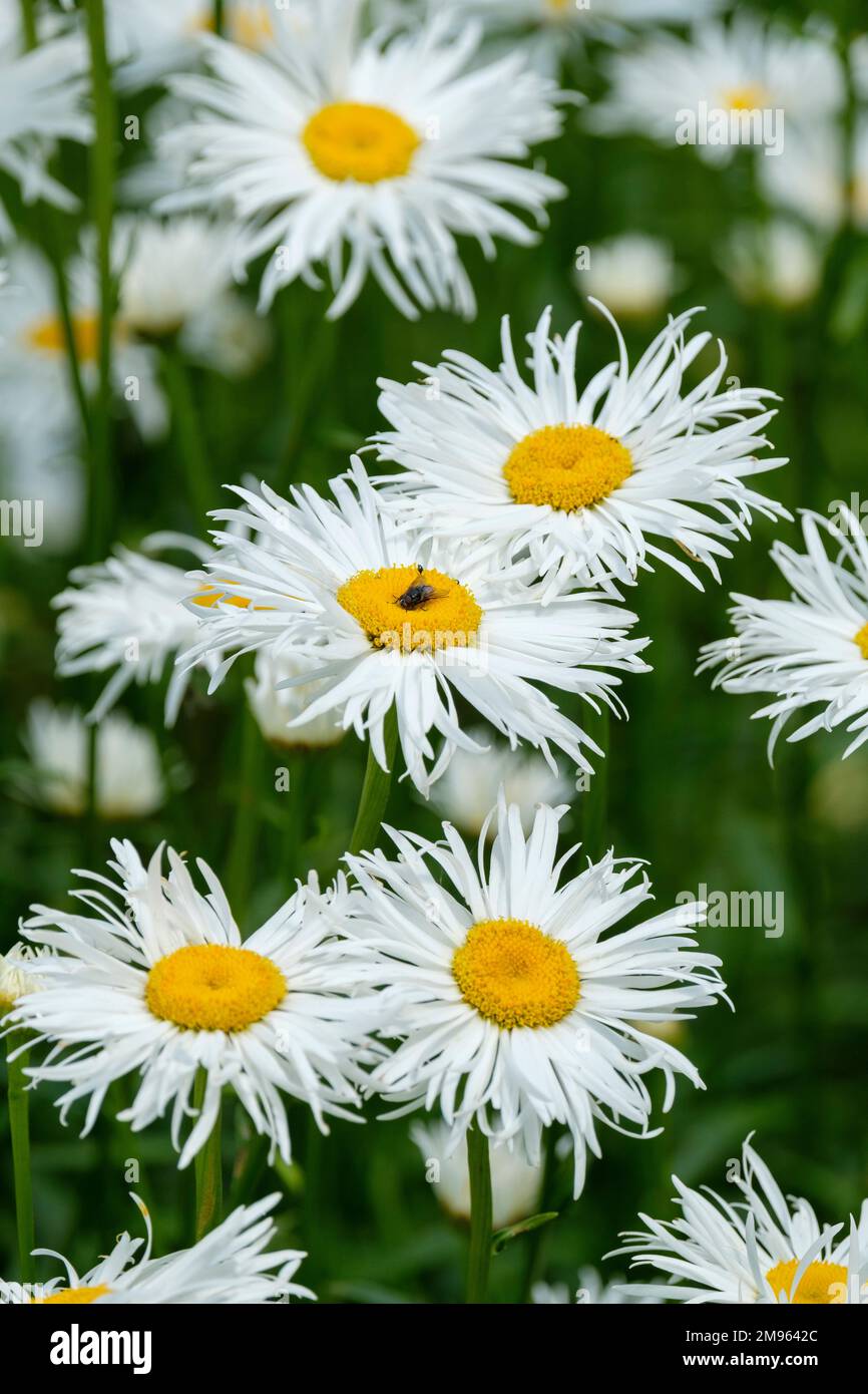 Leucanthemum × superbum 'Phyllis Smith’, Shasta daisy 'Phyllis Smith’, Chrysanthemum maximum 'Phyllis Smith’, shaggy, double white flower heads in sum Stock Photo