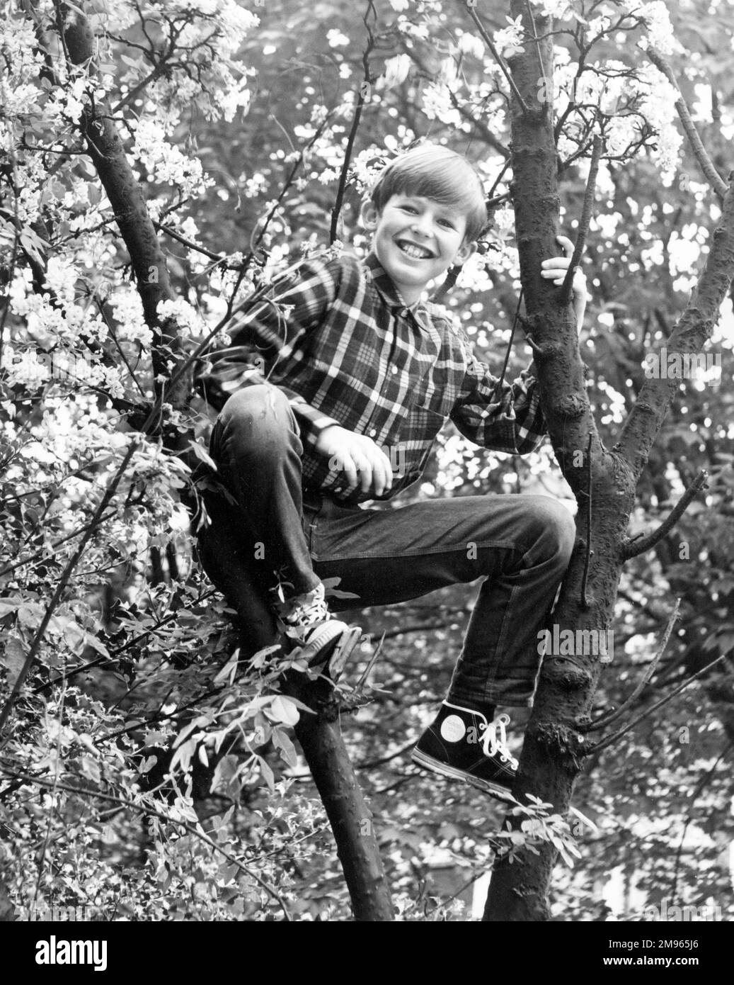 A little boy up a tree Stock Photo Alamy