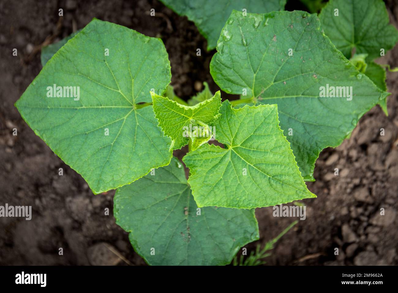 Leaves of the cucumber plant. Gardening, natural and organic food. Stock Photo