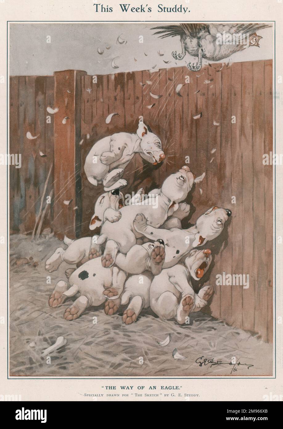 A litter of enthusiastic but accident-prone puppies crash into a fence and fall in a heap on top of one another after chasing a chicken across a farm yard. Credit line must read: ©Estate of George Studdy/Gresham Marketing Ltd./Mary Evans Stock Photo