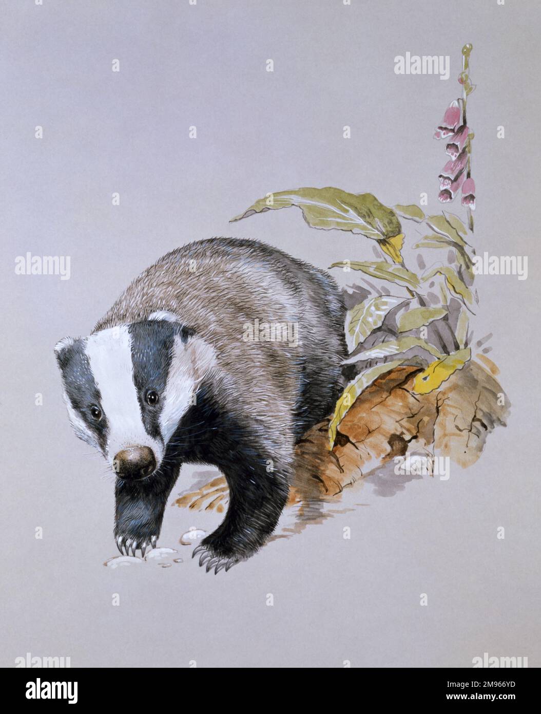 Skunk Translate To Chinese Word