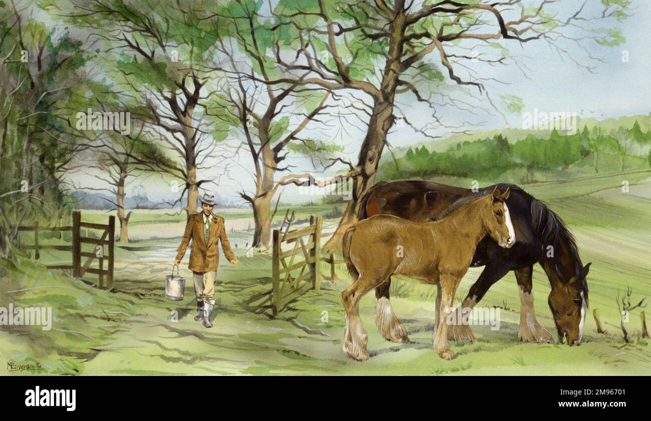 A farmer brings feed to an adult shire horse grazing in a field and a young foal. Painting by Malcolm Greensmith Stock Photo