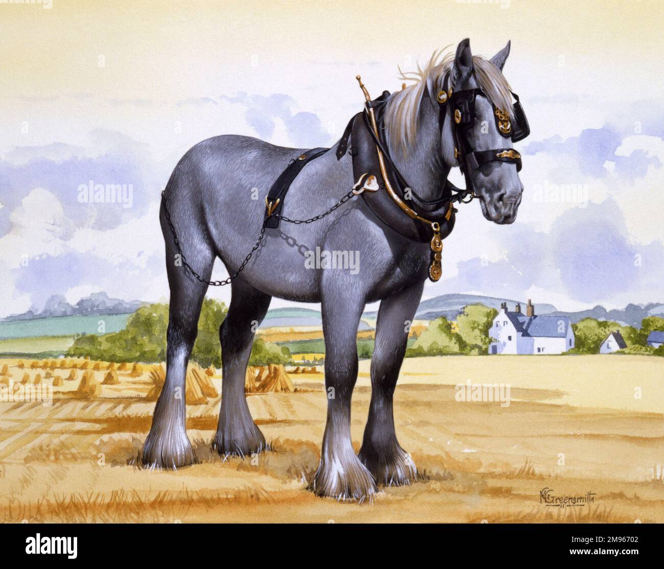 A Shire horse, with collar, tack, bit, blinkers and horse brasses, standing alone in a cut cornfield. Painting by Malcolm Greensmith Stock Photo