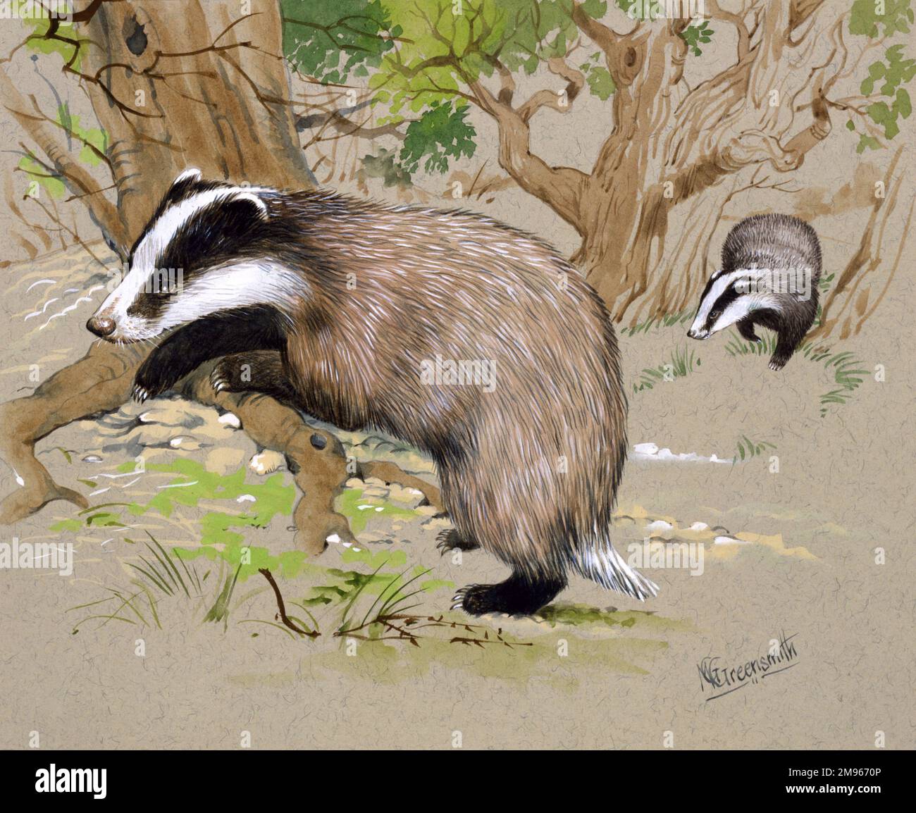 Two badgers (Meles meles) forage for food in a wood. Painting by Malcolm Greensmith Stock Photo