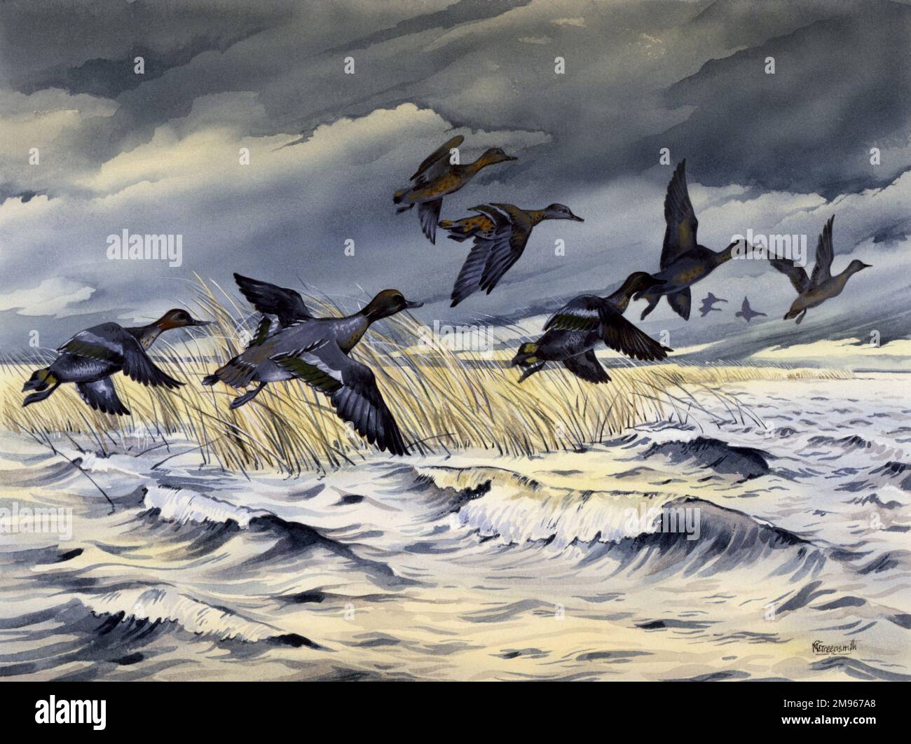 Ducks flying across rough water during a storm Stock Photo Alamy