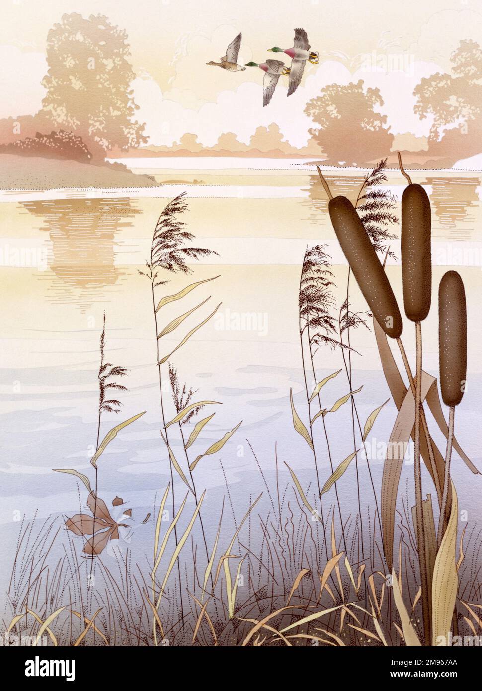 A pretty country scene with a stretch of water, bulrushes growing in the foreground, and three flying ducks. Stock Photo
