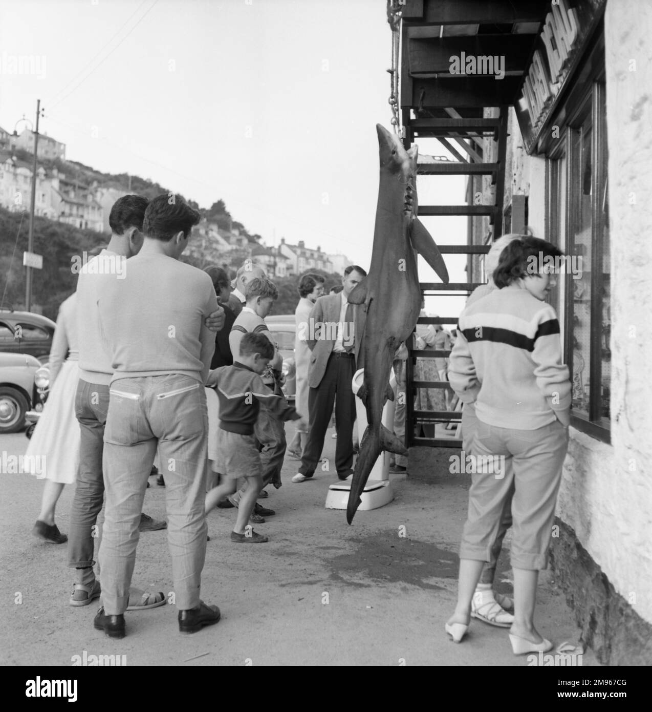 Holidaymakers window shopping for souvenirs, Devon right next to the dramatic form of a dead (and very real!) hanging shark. Photograph by Norman Synge Waller Budd Stock Photo