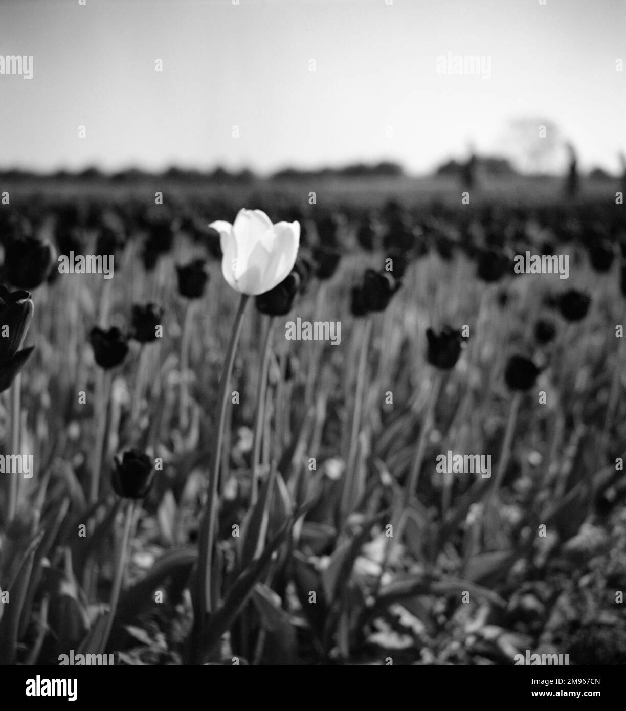A lone white tulip grows up amongst a mass of darker blooms. Photograph